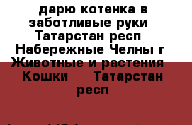 дарю котенка в заботливые руки - Татарстан респ., Набережные Челны г. Животные и растения » Кошки   . Татарстан респ.
